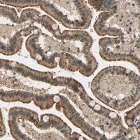 ANTI-LAMTOR1 antibody produced in rabbit 