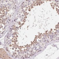 Anti-LCA5L antibody produced in rabbit 