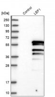 Anti-LEF1 antibody produced in rabbit 