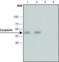 Anti-Leupaxin (N-terminal) antibody produced in rabbit 