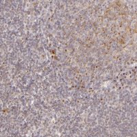 Anti-LGMN antibody produced in rabbit 