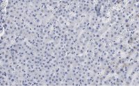 Anti-LHPP Antibody, clone 3B18 ZooMAb Rabbit Monoclonal 