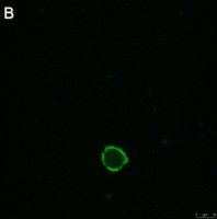 Anti-LILRB4 Antibody, clone 1H12 ZooMAb Rabbit Monoclonal 