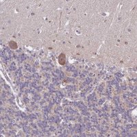 Anti-LIN37 antibody produced in rabbit 