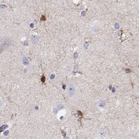 Anti-LINGO1 antibody produced in rabbit 