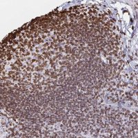 Anti-LMNB1 antibody produced in rabbit 