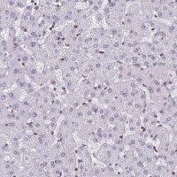 Anti-LMNB2 antibody produced in rabbit 