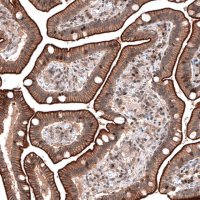 Anti-LMO7 antibody produced in rabbit 
