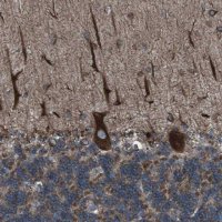 Anti-LNPK antibody produced in rabbit 