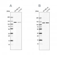 Anti-LONP1 antibody produced in rabbit 