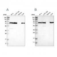 Anti-LPP antibody produced in rabbit 
