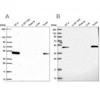 Anti-LPXN antibody produced in rabbit 