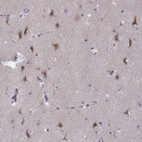 Anti-LRFN2 antibody produced in rabbit 