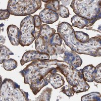 Anti-LRP1 antibody produced in rabbit 