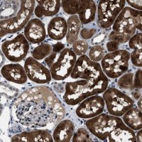 Anti-LRRC14 antibody produced in rabbit 