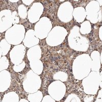 Anti-LRRC25 antibody produced in rabbit 