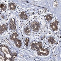 Anti-LRRC3 antibody produced in rabbit 
