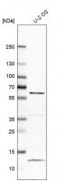Anti-LRRC6 antibody produced in rabbit 