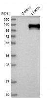Anti-LRRN1 antibody produced in rabbit 