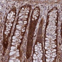 Anti-LSG1 antibody produced in rabbit 