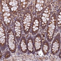 Anti-LSM4 antibody produced in rabbit 