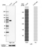 Anti-LSR antibody produced in rabbit 