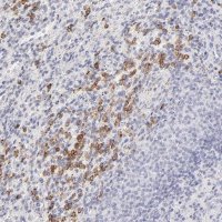Anti-LTB4R antibody produced in rabbit 