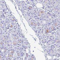 Anti-LTF antibody produced in rabbit 