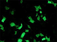 Anti-Luciferase antibody, Mouse monoclonal L2164-.2ML