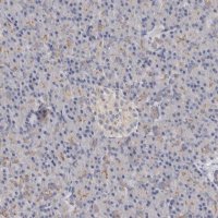 Anti-LUZP1 antibody produced in rabbit 