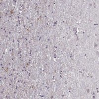 Anti-LUZP2 antibody produced in rabbit 