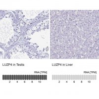 Anti-LUZP4 antibody produced in rabbit 
