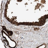 Anti-LXN antibody produced in rabbit 