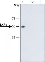 Anti-LXR (N-terminal) antibody produced in rabbit 
