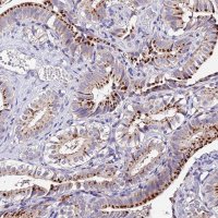 Anti-LYPD6 antibody produced in rabbit HPA042805-100UL