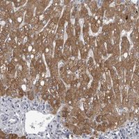 Anti-LYSMD1 antibody produced in rabbit HPA028055-100UL