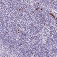 Anti-LYZ antibody produced in rabbit 