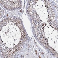 Anti-LYZL4 antibody produced in rabbit HPA038806-100UL