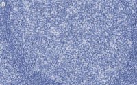 Anti-Macrosialin/CD68 Antibody, clone 2L16 ZooMAb Rabbit Monoclonal 