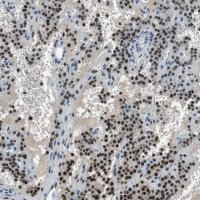 Anti-MAFB antibody produced in rabbit 