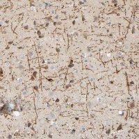 Anti-MAG antibody produced in rabbit 