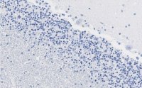 Anti-MAG Antibody, clone 1I6 ZooMAb Rabbit Monoclonal 