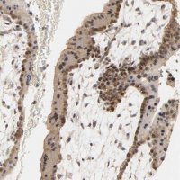 Anti-MAGEA8 antibody produced in rabbit 
