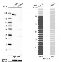 Anti-MAGEC1 antibody produced in rabbit 