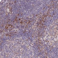 Anti-MAGEF1 antibody produced in rabbit 