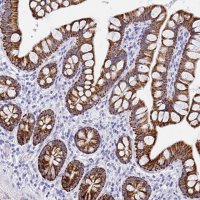 Anti-MAOA antibody produced in rabbit HPA059299-100UL
