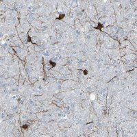 Anti-MAP2 antibody produced in rabbit 