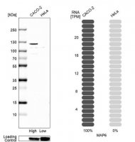 Anti-MAP6 antibody produced in rabbit 