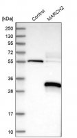 Anti-MARCH2 antibody produced in rabbit 