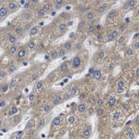 Anti-MARCH7 antibody produced in rabbit 